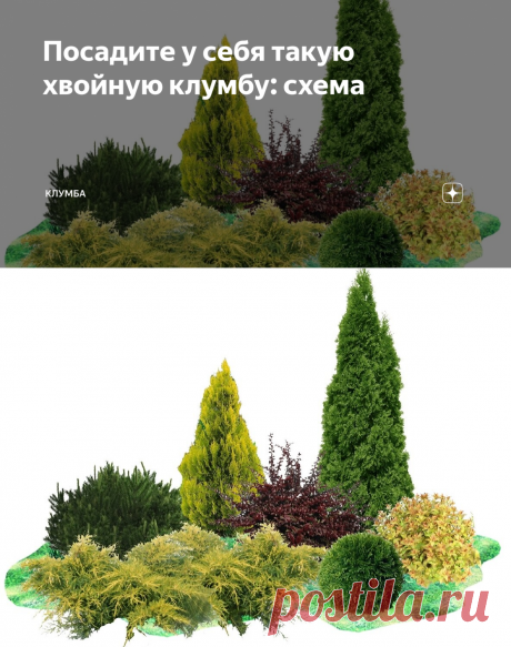 Посадите у себя такую хвойную клумбу: схема | КЛУМБА | Яндекс Дзен