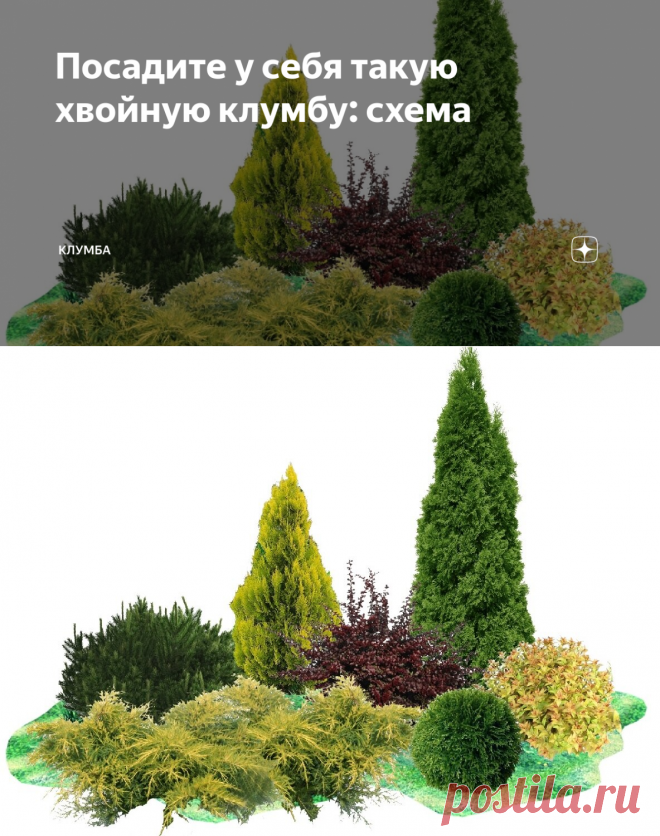 Посадите у себя такую хвойную клумбу: схема | КЛУМБА | Яндекс Дзен
