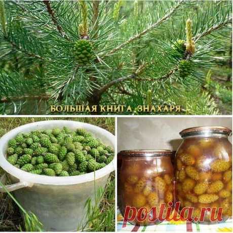 🏻ЗЕЛЕНЫЕ ШИШКИ СОСНЫ: ЭЛИКСИР ЗДОРОВЬЯ, КОТОРЫЙ МОЖЕТ СДЕЛАТЬ КАЖДЫЙ! 
 
Нормализовать давление при гипертонии, а также одолеть гастрит помогут зеленые шишки сосны. Надо 1 часть по объему измельченных шишек залить 10 частями 400 водки, настоять неделю в теплом месте, а затем принимать по 1 ст.л. настойки 3 раза в день в течение 1-2 месяцев. 
 
Варенье из молодых сосновых шишек, собранных в период с 15 мая по 15 июня, — отличное средство от кашля и бронхита. Надо 50-60 шиш...