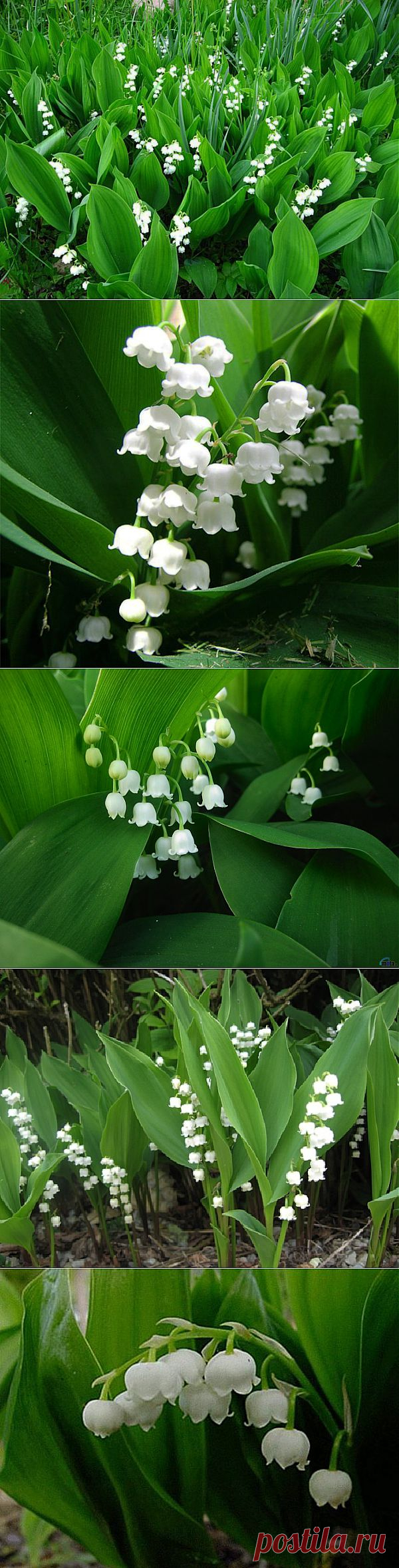 Плейкаст «ЛАНДЫШИ!»