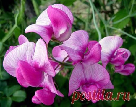 Цветок для имени Галина