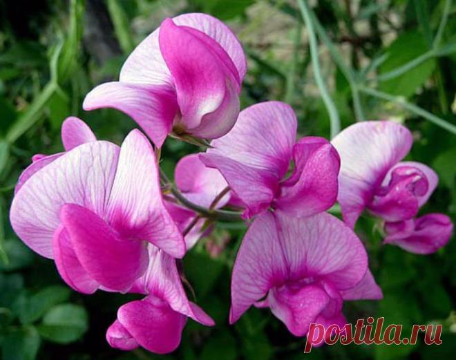 Цветок для имени Галина