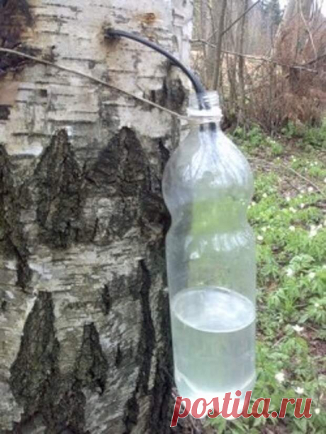 Как собирать березовый сок....