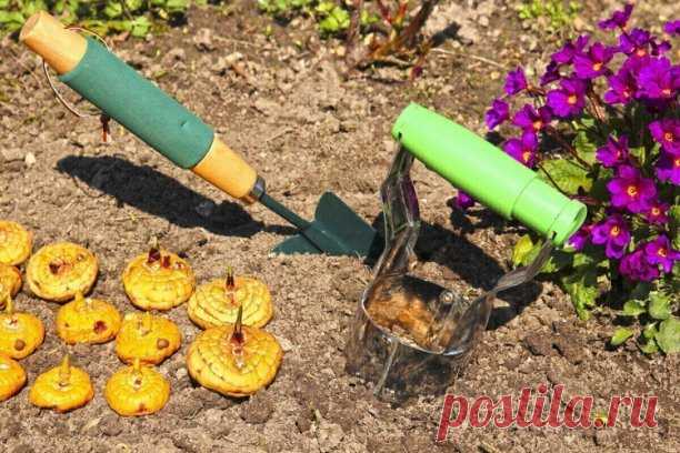#СадоводствоЦветоводствоАрки

 ГЛАДИОЛУСЫ. КОГДА И КАК САЖАТЬ

Гладиолусы. Когда и как их сажать? Если роза – признанная королева цветов, то гладиолус – король! Его великолепие и грациозность не оставят равнодушным ни одного ценителя изысканных растений. Ни один цветок не сравнится с ним по разнообразию форм и размеров венчика, а особенно по цветовой гамме, которая включает в себя разные оттенки от белого до практически черного. Селекционные достижения в работе с гладиолус...