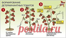 ПОМИДОРНАЯ НАУКА. ВАРИАНТЫ ФОРМИРОВАНИЯ ТОМАТНЫХ КУСТОВ
Сохраните, что бы не потерять!
Разбираемся с разными вариантами формирования томатных кустов
Как получить хороший урожай?
Когда читаешь статьи о пасынковании томатов, кажется, что они написаны на китайском языке. Вот, к примеру: «детерминантные томаты формируют с переводом точки роста на боковой побег». Буквы вроде русские, а смысл уловить практически невозможно. Нет, специалист, конечно, сразу поймет, о чем речь, а вот рядовые дачники пр
