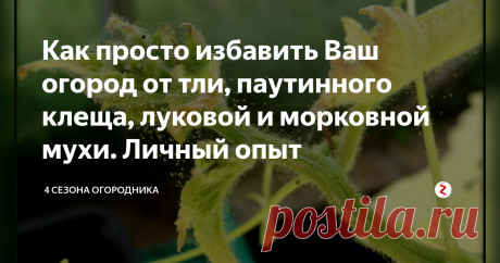 Как просто избавить Ваш огород от тли, паутинного клеща, луковой и морковной мухи. Личный опыт За долгое время на своих родных шести сотках я перевидал всякое: и "заборные" споры с докучливыми соседями, и проблемы с водой для полива, и нашествия вредителей. Последние доставляли вреда не меньше, чем отсутствие воды, а борьба с ними происходила почти всегда методом проб и ошибок, а так же мудрых советов соседки тёти Эммы. Сад и дача. Полезные советы. Насекомые вредители в огороде.