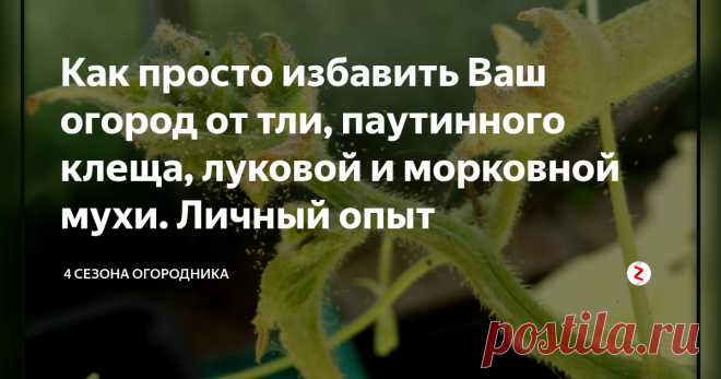 Как просто избавить Ваш огород от тли, паутинного клеща, луковой и морковной мухи. Личный опыт За долгое время на своих родных шести сотках я перевидал всякое: и 