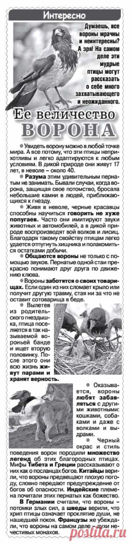 О воронах