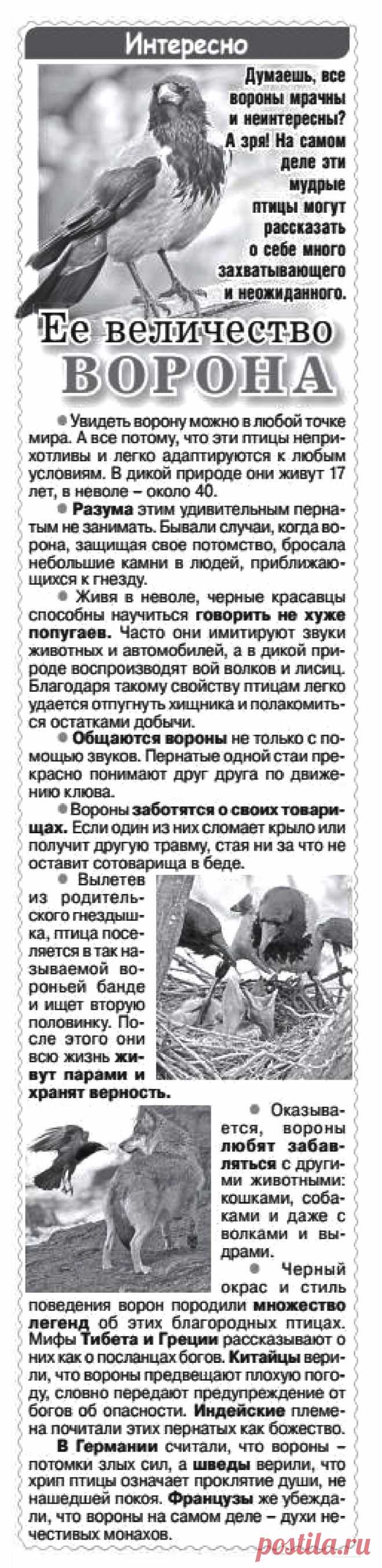 О воронах