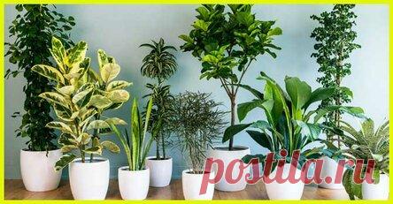 Какие растения защищают дом от бедности и неприятностей