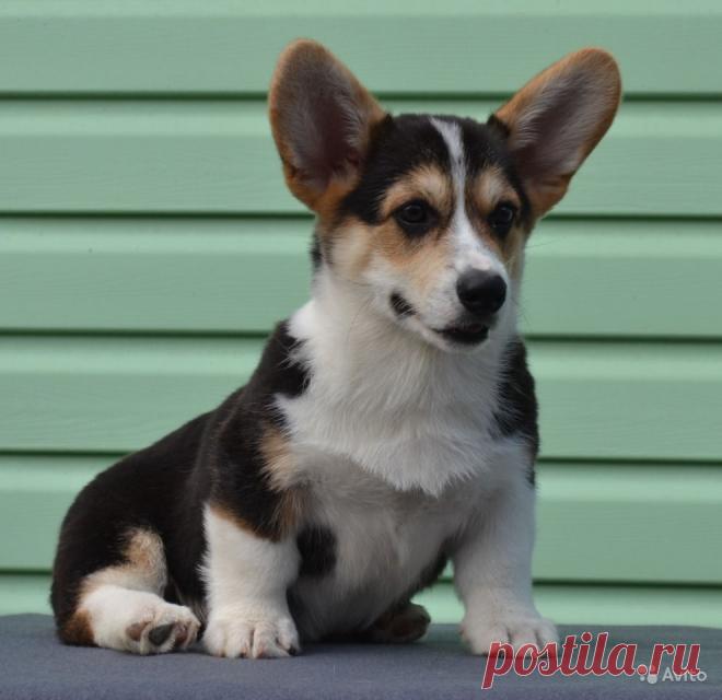 Вельш корги пемброк щенки продаются - купить, продать или отдать в Самарской области на Avito — Объявления на сайте Avito