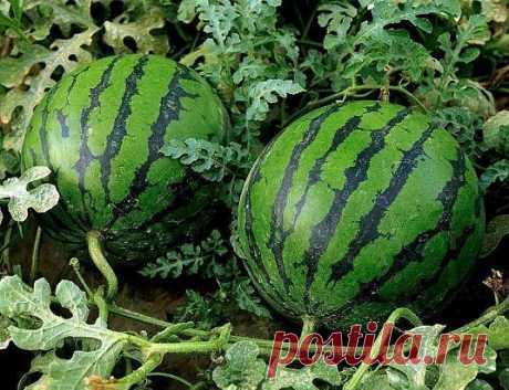 🍉Спрашиваете как вырастить сладкий спелый крупный арбуз в наших 
условиях? Нет ничего проще! 
Это можно сделать даже без теплиц и навоза, которые сегодня недешево 
стоят. Многие просто не верят в то, что на своих дачах могут вырастить 
арбузы весом в 8-10 килограмм, а то и больше. Как показывает опыт, для 
этого необходимо знать некоторые тонкости и хитрости. Как вырастить 
арбуз.
🍉Начать нужно с выбора сорта или гибрида
Гибриды имеют явные преимущества. Они отличаются скороспелостью, 
обла