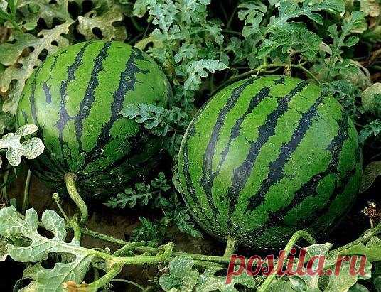 🍉Спрашиваете как вырастить сладкий спелый крупный арбуз в наших 
условиях? Нет ничего проще! 
Это можно сделать даже без теплиц и навоза, которые сегодня недешево 
стоят. Многие просто не верят в то, что на своих дачах могут вырастить 
арбузы весом в 8-10 килограмм, а то и больше. Как показывает опыт, для 
этого необходимо знать некоторые тонкости и хитрости. Как вырастить 
арбуз.
🍉Начать нужно с выбора сорта или гибрида
Гибриды имеют явные преимущества. Они отличаются скороспелостью, 
обла