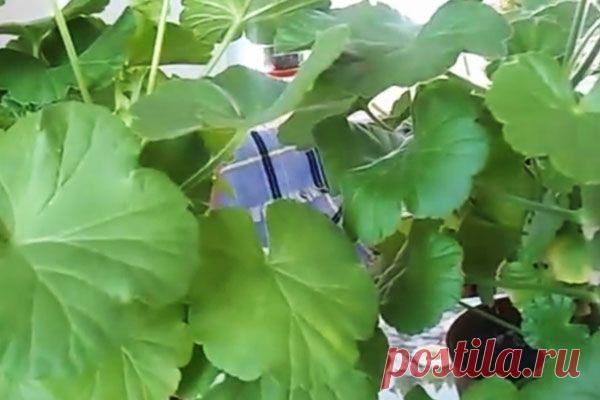 Герань – еще один доктор с подоконника | Приборы для альтернативной медицины