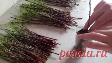 Размножение Тамарикса