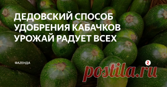 ДЕДОВСКИЙ СПОСОБ УДОБРЕНИЯ КАБАЧКОВ УРОЖАЙ РАДУЕТ ВСЕХ Кабачки способны радовать своим урожаем. Этот способ их удобрения мне достался от дедушки, в свою очередь кабачки становятся очень крупными около 20см-25см в длину и в объеме не меньше 4см-6см.