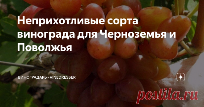 Неприхотливые сорта винограда для Черноземья и Поволжья Обзор неприхотливых в уходе сортов винограда для условий Черноземья и северного Поволжья