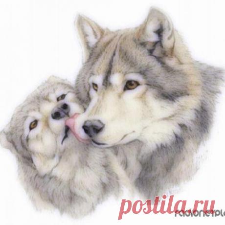 Волчья верность