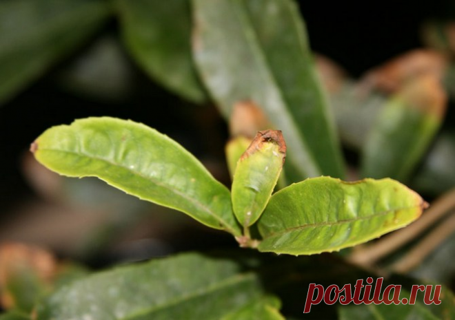 Причины засыхания кончиков листьев у домашних растений и как это исправить