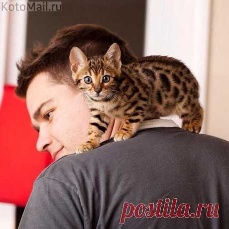 Леопард на плечах | KotoMail.ru
