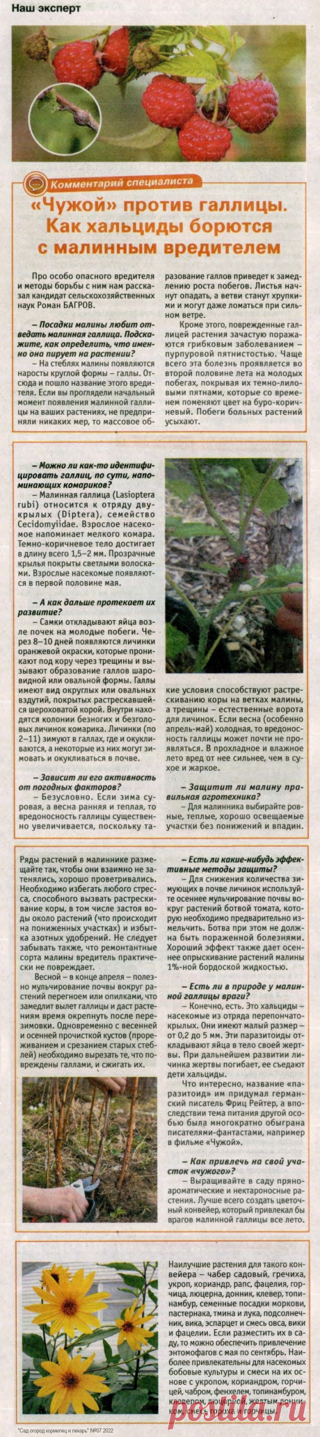 Борьба с малинной галлицей