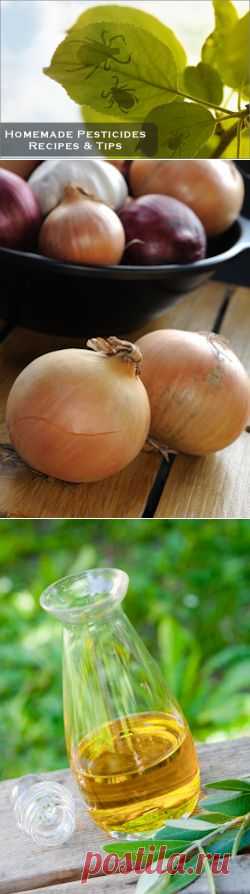 Natural Homemade Pesticides: Recipes & Tips : TipNut.com

házi rovarirtók