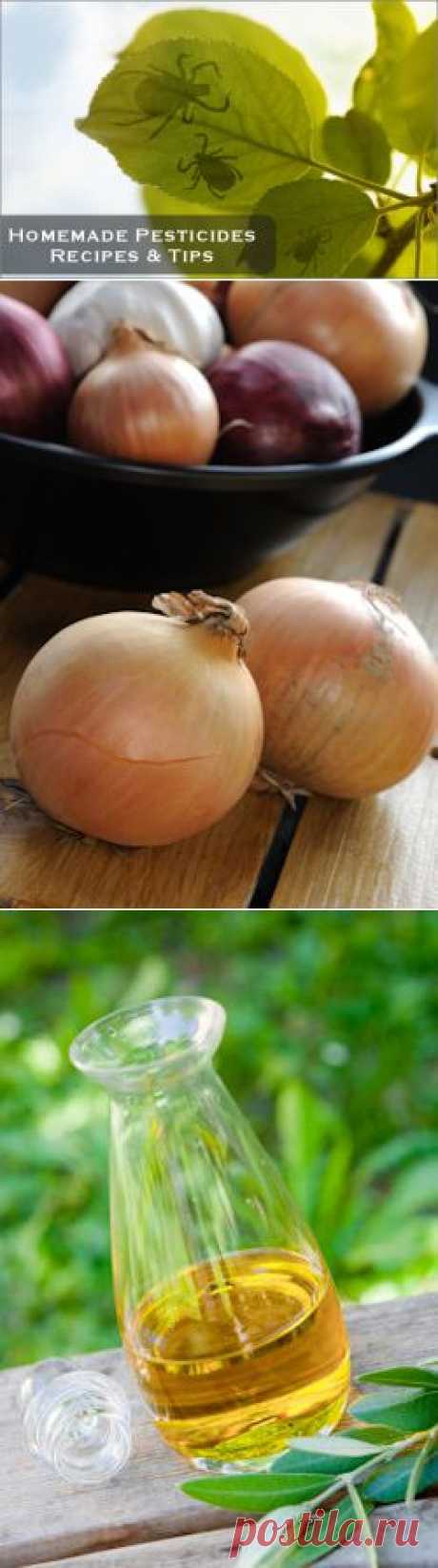 Natural Homemade Pesticides: Recipes &amp; Tips : TipNut.com

házi rovarirtók