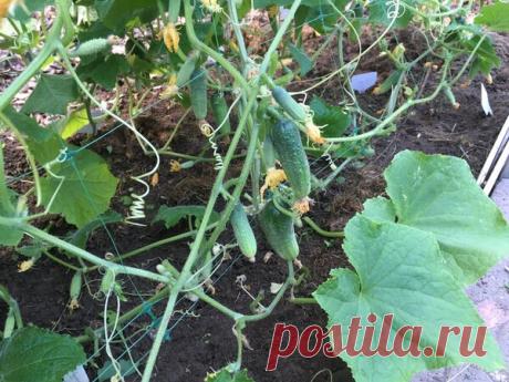 Насколько безжалостной должна быть обрезка листьев у огурцов?