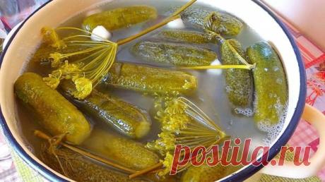 Два продукта, которые не позволят огурцам помутнеть или заплесневеть | Отчаянная домохозяйка Пульс Mail.ru