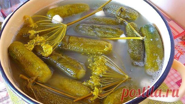 Два продукта, которые не позволят огурцам помутнеть или заплесневеть | Отчаянная домохозяйка Пульс Mail.ru