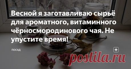 Весной я заготавливаю сырьё для ароматного, витаминного чёрносмородинового чая. Не упустите время! Кто из нас не любит погонять ароматный чаёк! После баньки, после работы, «с устатку». А ели ещё и натуральный, без «завкуснителей» и ароматизаторов. Да где же его взять? Чтобы и натуральный, и ароматный…
Когда на улице сыро и холодно, чёрносмородиновый чай напомнит о лете.
Сырьё для натурального, ароматного, полезного и витаминного чёрносмородинового чая я заготавливаю весной