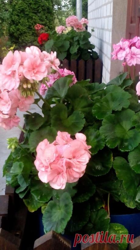 Две наипростейшие подсказки любителям гераней — цветов будет множество и листья не пожелтеют | Собираем урожай | Яндекс Дзен