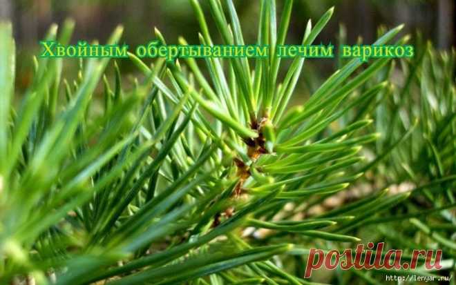 Хвойным обертыванием лечим варикоз.