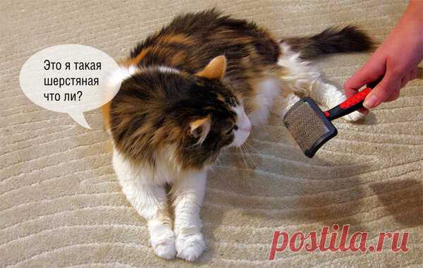 11 вещей, которые поймут только хозяева кошек | Ваши Питомцы | Яндекс Дзен