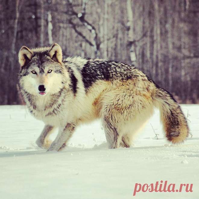 animal edits | McKenzie Greenly | Flickr