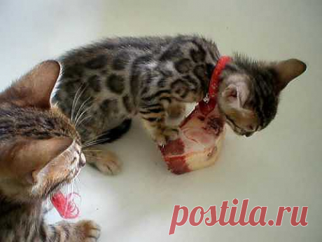 Sweet kitten gone BAD!! - YouTube
