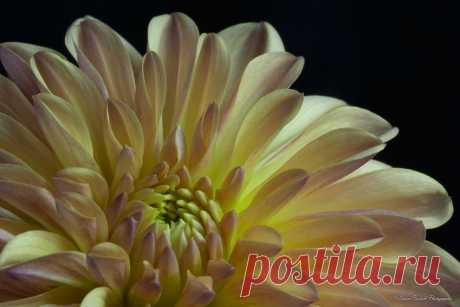 Письмо «сообщение Schamada : Макро - фотографии от DAVID BOSTOCK (21:46 03-06-2014) [3907317/326672349]» — Schamada — Яндекс.Почта