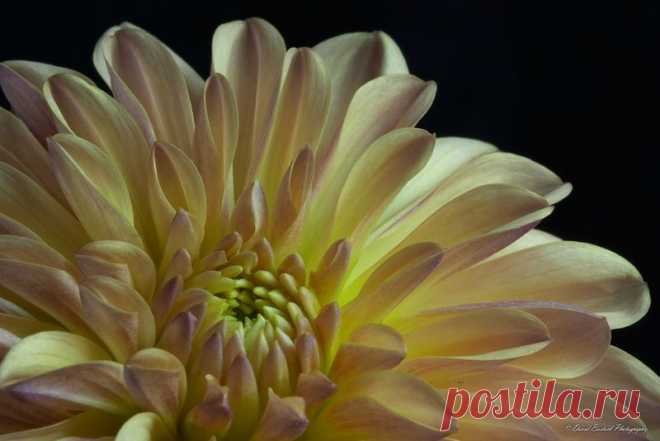 Письмо «сообщение Schamada : Макро - фотографии от DAVID BOSTOCK (21:46 03-06-2014) [3907317/326672349]» — Schamada — Яндекс.Почта