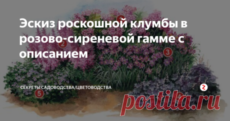 Эскиз роскошной клумбы в розово-сиреневой гамме с описанием Клумба по этому проекту украсит любой сад или пространство перед домом. Она выдержана в единой цветовой гамме (сиренево-розовой), что смотрится очень нежно и стильно. Также растения подобраны с учётом высоты: здесь каждый на своих местах! Ниже — описание каждого растения с фото.
Проект клумбы
1. Флоксы
Очень нежные цветы