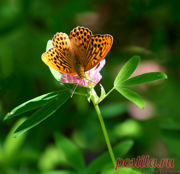 Для Вас! 🌿 ♥ фото 📷 #Виктор_Гончаров