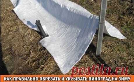 КАК ПРАВИЛЬНО ОБРЕЗАТЬ И УКРЫВАТЬ ВИНОГРАД НА ЗИМУ 