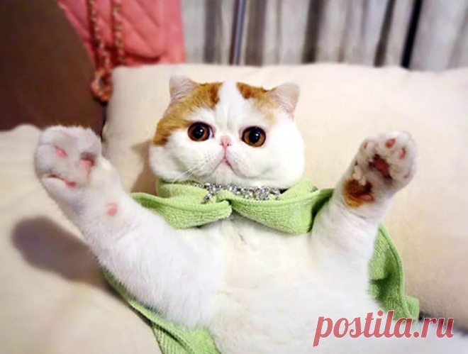😻Самые красивые кошки Интернета: ох, ну и милахи! | Нос, хвост, лапы | Дзен