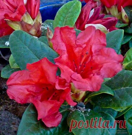 Рододендрон древовидный, Макино, желтый, плотный, фото | Каталог садовых растений