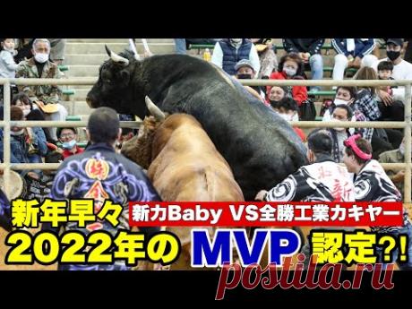 【沖縄闘牛】この試合は最高傑作!2022年早くも今季ベスト試合と称される新力Baby VS全勝工業カキヤー 2022年1月3日新春南部大闘牛大会
