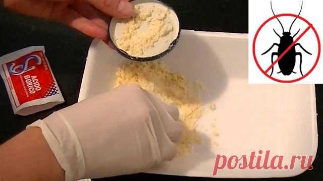 Trucos simples para eliminar las cucarachas por siempre Extermina las cucarachas de tu hogar desde ya con estos remedios caseros, simples y fáciles de preparar. Elimina para siempre las cucarachas de cualquier tipo, las pequeñas, las grandes, sin que regresen.\r\n[ad]\r\nPara desaparecer las cucarachas sin que vuelvan, repite este remedio casero cada 12 días, antes de que se cumpla su ciclo de reproducción.\r\n\r\nIngredientes: \r\n- Leche condensada\r\n- Acido bórico o bi...