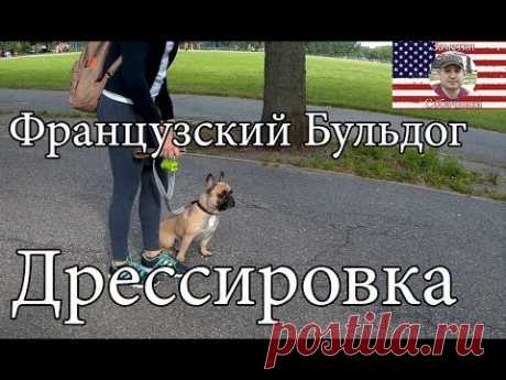 French Bulldog -  Obedience Training/ Дрессировка Французского Бульдога послушанию