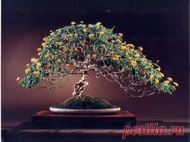 Лантана: как ухаживать за тропической красавицей в домашних условиях