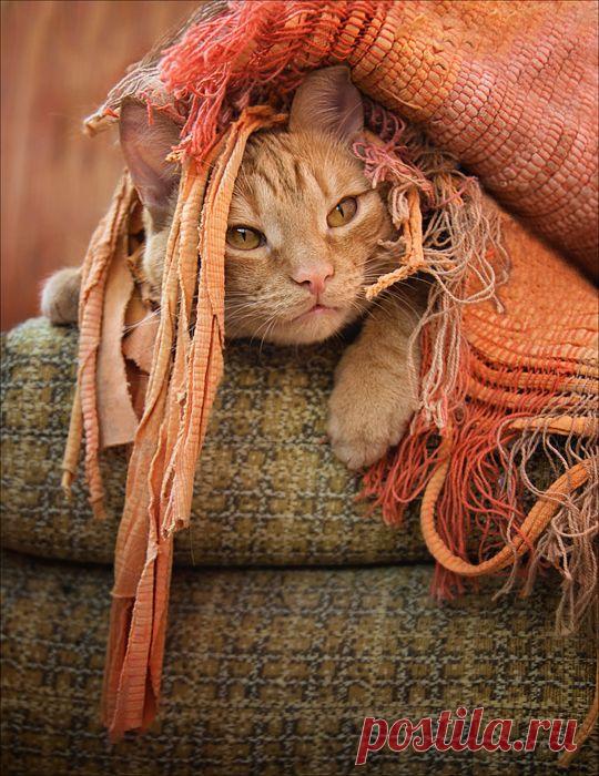 Осеннее настроение. Животные | Блогер Lizbeth на сайте SPLETNIK.RU 23 сентября 2016 | СПЛЕТНИК