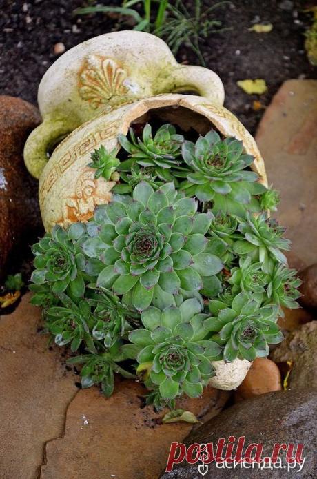 Спутники рокариев и альпийских горок- камнеломки и молодило: Группа Клумбы и цветники