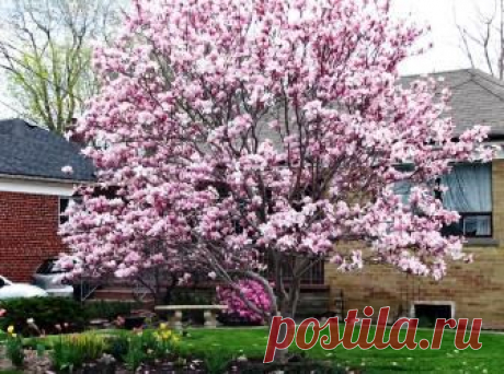 Магнолия — дерево целомудрия на Вашем участке | 6 соток